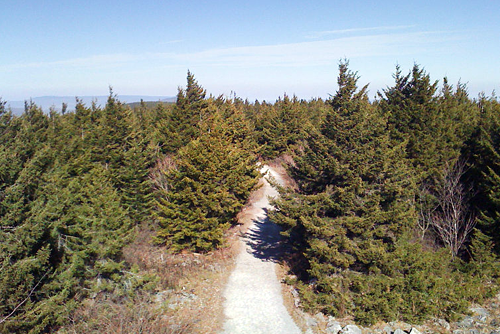 Red Spruce Forest
