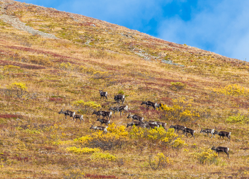 A band of caribou runs up a steep tundra ridge in the Clearwater Mountains in the Alaska Range