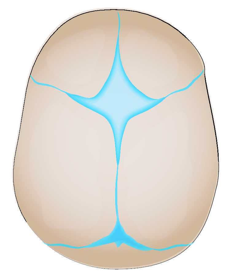 Step one in growing of fontanels