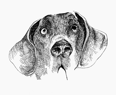 An ink sketch of a dog with one eye that's too big