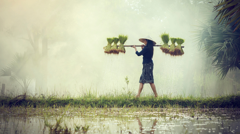 A farmer gathers rice in Vietnam