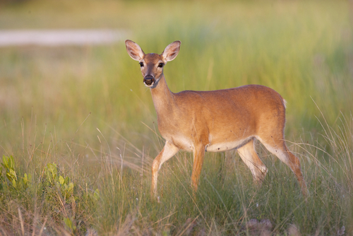 Key Deer on grass and limestone rock base.