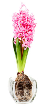 hyacinth bulb