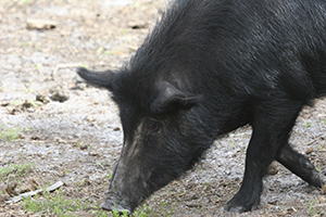 wild pig