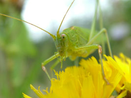 grasshopper on flower