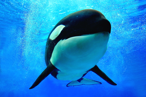 Killer whale.