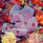 basic watercolor wash