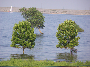 Trees During Flood