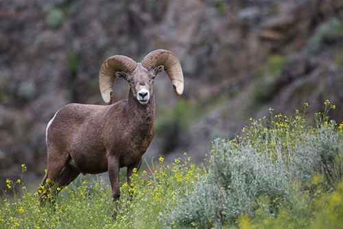 California Bighorn Sheep standing in a field with wildflowers in northern Washington, near the Canadian border; Pacific Northwest wildlife / outdoors / animal / nature