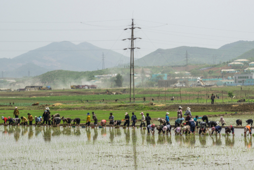 Agriculture in North Korea.