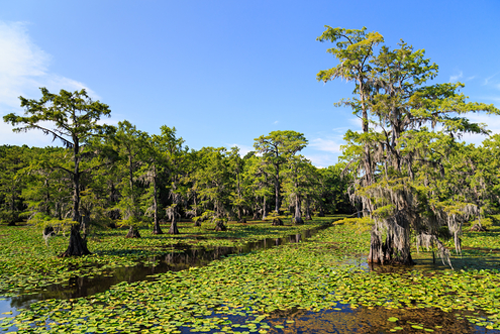 Cypress trees at Caddo Lake, Texas.