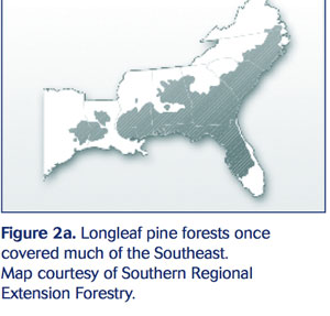 Longleaf pine forests once covered much of the Southeast. Map courtesy of Southern Regional Extension Forestry.