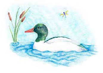 Quark swimming around the pond