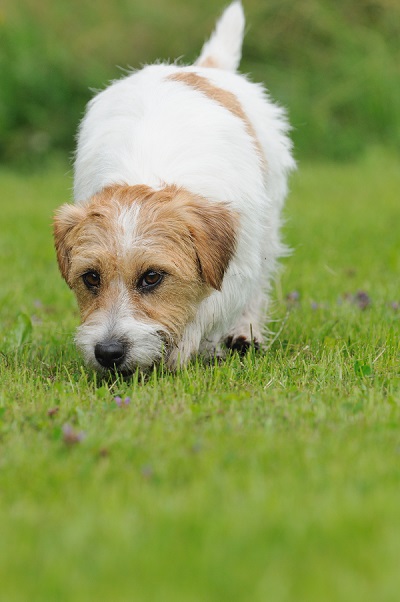 Jack Russel Terrier Dog puppy 6 months happy in the meadow