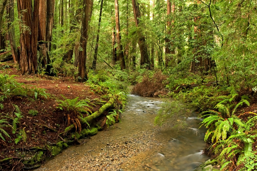 Forest of Coastal Redwoods, the tallest trees on earth, taken in Muir Woods, California