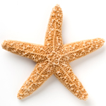 starfish