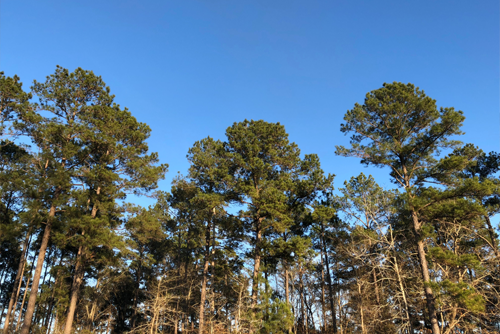 East Texas Pines