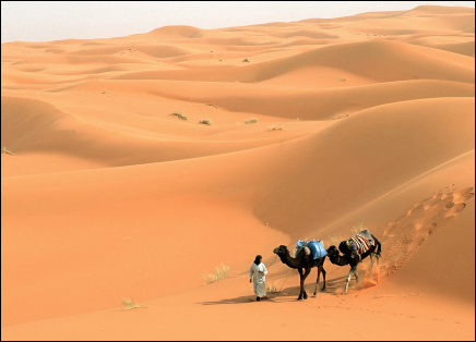 Nomad with camels in the Sahara desert, Morocco, Africa
