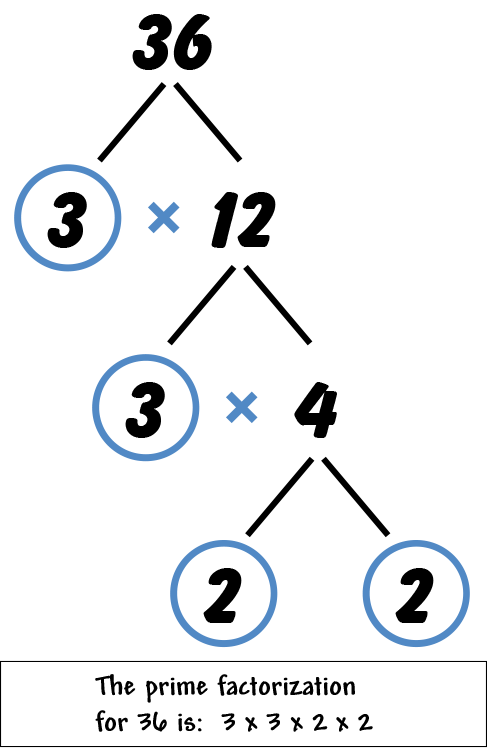 Factor tree: Thirty six, three times twelve, three times four, two and two. The Prime factorization for thirty six is three times three times two times two.