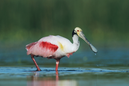 Roseate Spoonbill