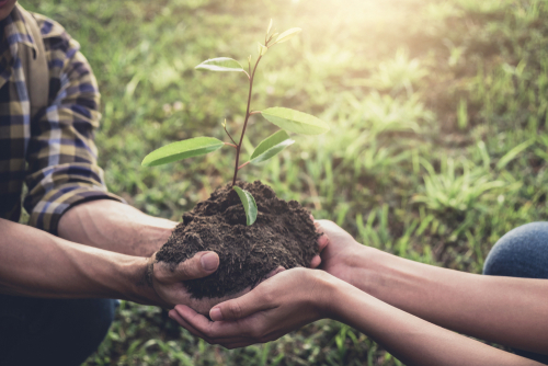 Young couple carrying a seedlings to be planted into the soil in the garden as save world concept, nature, environment and ecology.