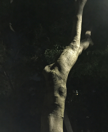 An interesting looking tree trunk.