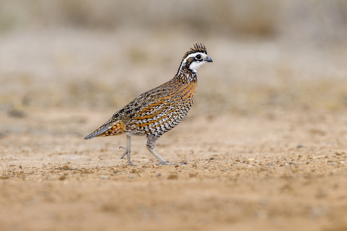 Northern Bobwhite (Colinus virginianus) - Rio Grande Valley, Texas