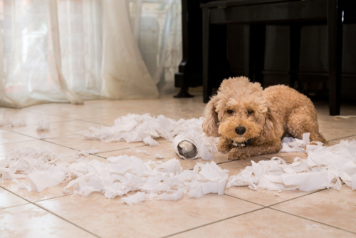 Remorseful, naughty and bored dog destroyed tissue roll into pieces when home alone 