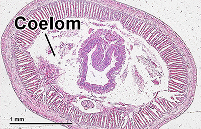 By Doc. RNDr. Josef Reischig, CSc. (Author's archive) [CC-BY-SA-3.0 (http://creativecommons.org/licenses/by-sa/3.0)], via Wikimedia Commons