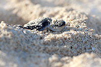 sea turtle hatching