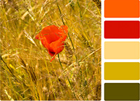 A picture of a poppy with color swatches on the side