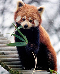 By redpandasrule (flat panda) [CC-BY-SA-2.0 (http://creativecommons.org/licenses/by-sa/2.0)], via Wikimedia Commons