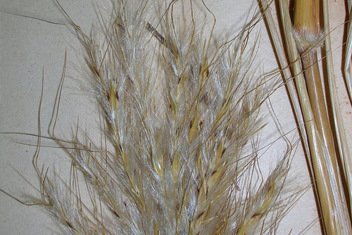 Bothriochloa barbinodis