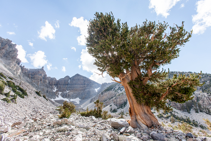 Great Basin Bristlecone Pine
