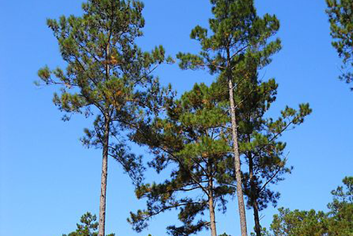 loblolly pine