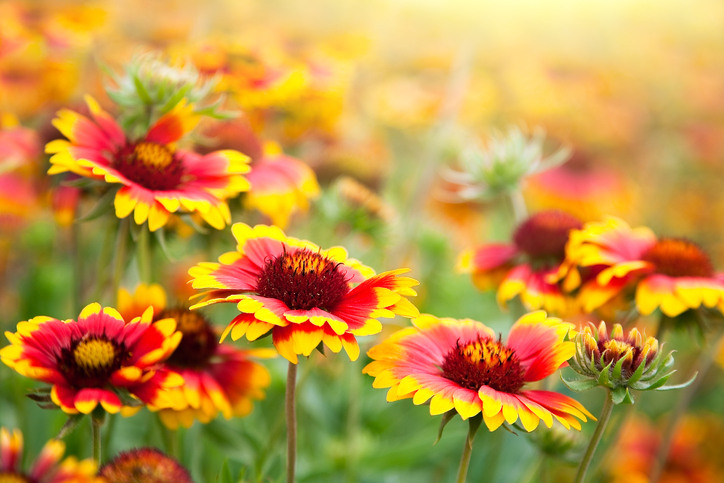 Indian Blanket