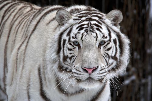 Glance of a passing by white bengal tiger. Closeup portrait.