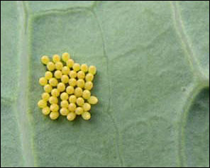 Butterfly eggs 