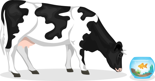 cow and a fish in a bowl