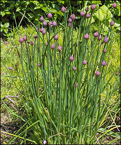 Chives