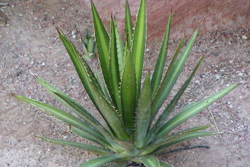 Photo of Agave lechuguilla at the Desert Demonstration Garden in Las Vegas.