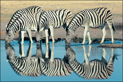 Burchells Zebra drinking at a watering hole
