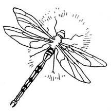 Illustration of dragonfly from Water Babies, 1915