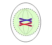 Metaphase I