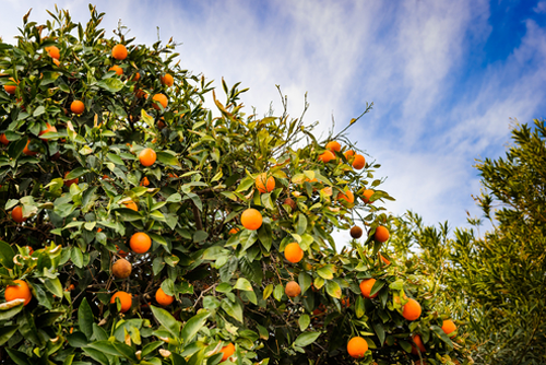 Florida Orange trees