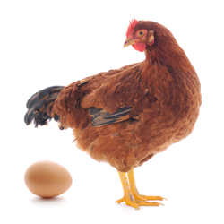 hen