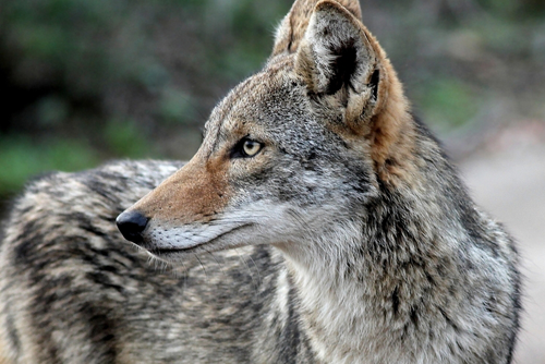 Wary Coyote in South Texas.