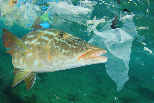 Environmental problem - plastic pollution and fish in ocean