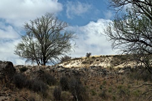 Old Growth Trees in Pristine Short grass Prairie, Canyon, Texas