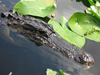 alligator